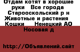 Отдам котят в хорошие руки - Все города, Старооскольский р-н Животные и растения » Кошки   . Ненецкий АО,Носовая д.